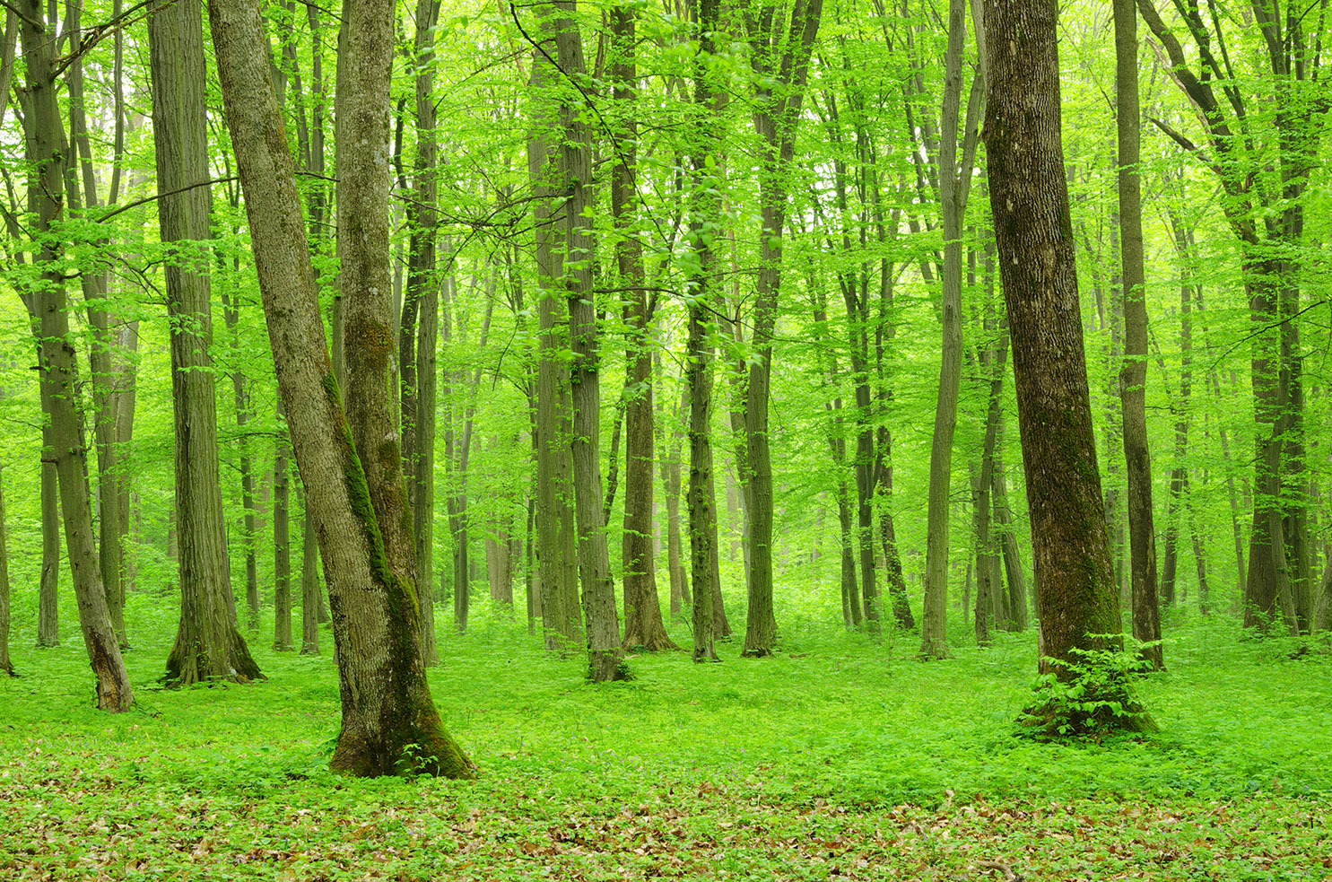 green forest weDialogue